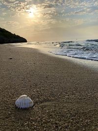 Surface level of shells on beach against sky
