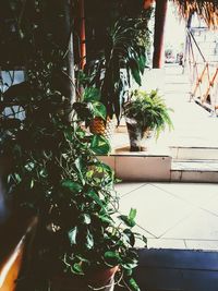 Close-up of potted plant against trees