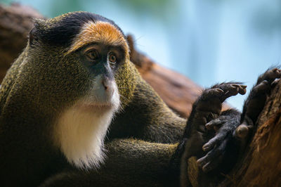 Close-up of monkey