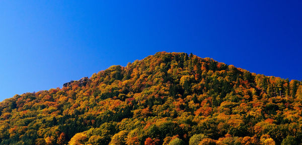 Low angle view of trees against clear sky