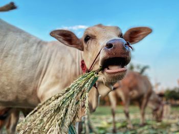 The little calf is eating the grass deliciously