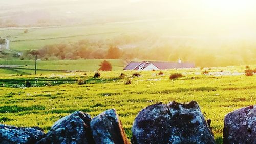 Scenic view of grassy field