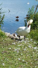 Swans on lake