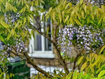 Purple flowering plants against building