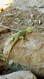 Close-up of lizard on rock