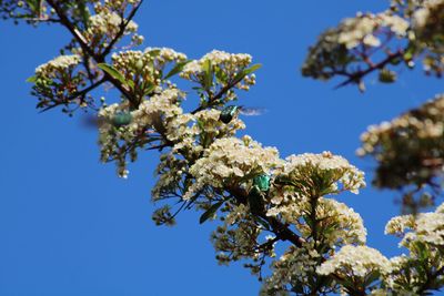 Low angle view of flowering tree against blue sky and rose chafer beetle 