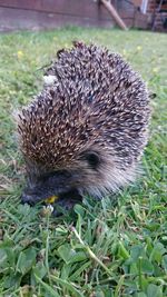 Close-up of an animal on grass