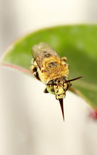 Close-up of bee on flower