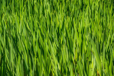 Full frame shot of wheat field