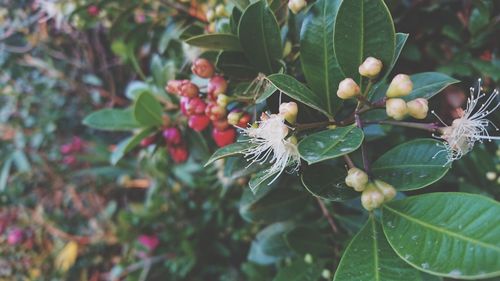 Close-up of flowers growing on plant