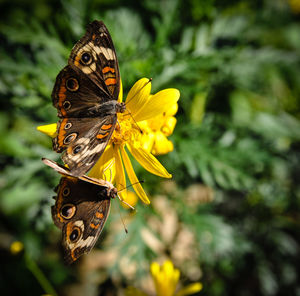 Close-up of butterfly pollinating flower