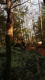 Trees in forest