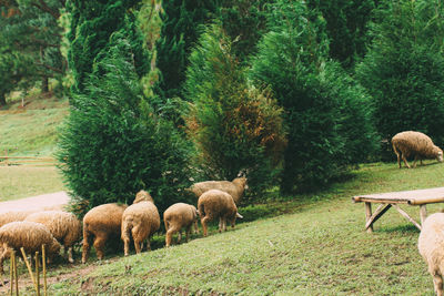 Sheep grazing in a field