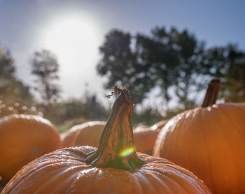 Beautiful pumpkin background with sunlight