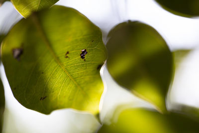 Close-up of ant on leaves