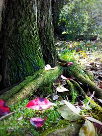 Close-up of mushrooms growing on tree trunk