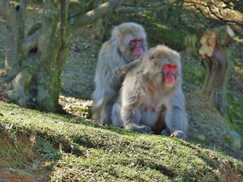 Monkeys sitting on rock