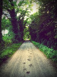 Road amidst trees against sky