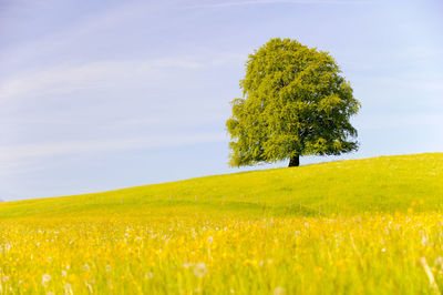 Tree in field against sky