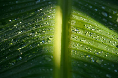 Full frame shot of raindrops on green leaves