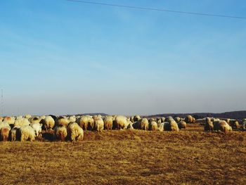 Hay bales on field against clear sky