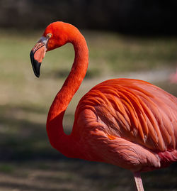 Close-up of flamingo