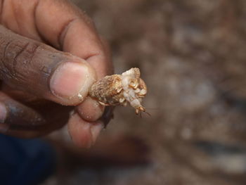 Close-up of hand holding crab