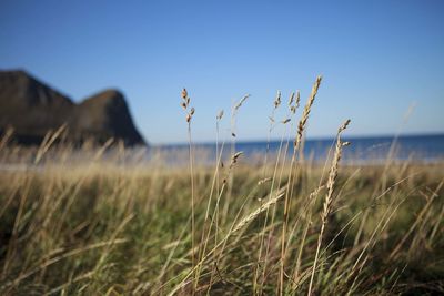 Close-up of grass on field against clear sky