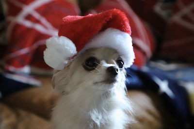 Portrait of chihuahua with christmas hat on