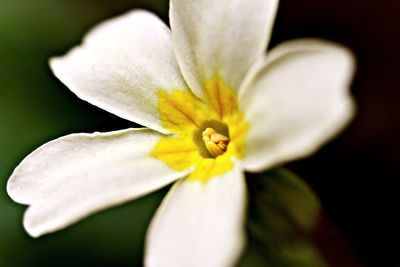 Close-up of white flower