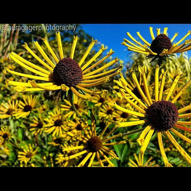 transfer print, flower, yellow, freshness, auto post production filter, fragility, flower head, growth, beauty in nature, petal, close-up, sunflower, plant, nature, blooming, pollen, no people, day, outdoors, focus on foreground