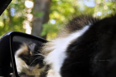 Close-up of a dog