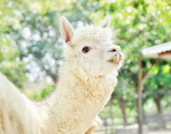 Close-up of alpaca by trees