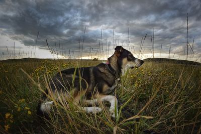 Dog looking away on field