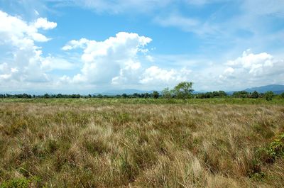 Scenic view of field against sky