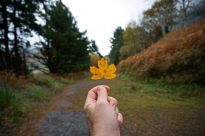 Close-up of person hand holding yellow leaf