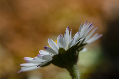 Close-up of daisy flowering 