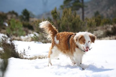 Dog in snow