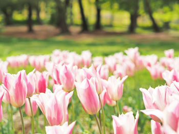 Close-up of pink flowers on field