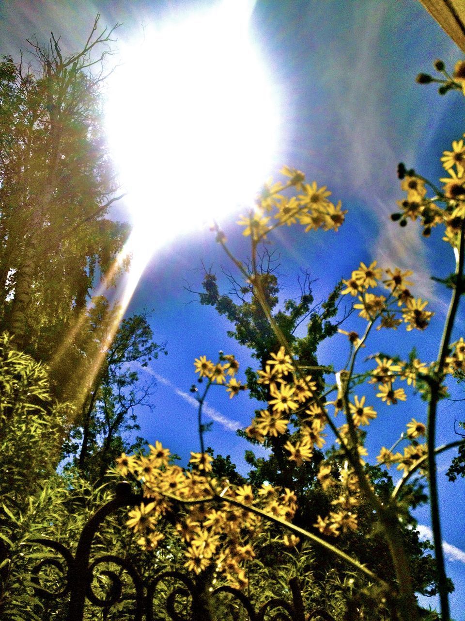 LOW ANGLE VIEW OF FLOWER TREES AGAINST BRIGHT SUN