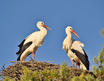 Low angle view of white storks perching on nest against sky