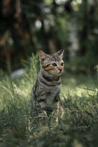 Portrait of cat sitting on field