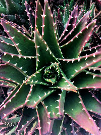 Full frame shot of succulent plant