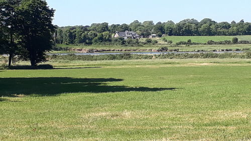 Scenic view of field against clear sky