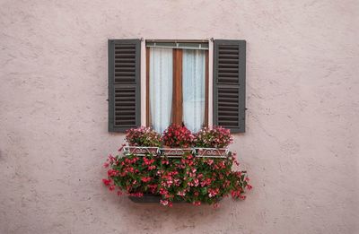 Fresh flowers in pot on house wall by window