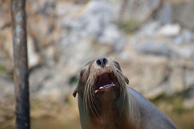 Close-up of an animal