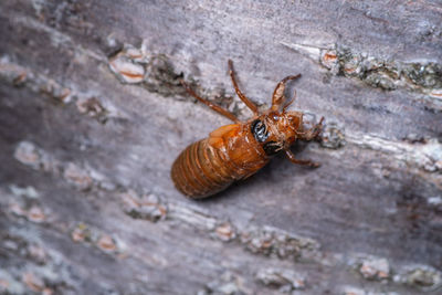 Close-up of insect on rock