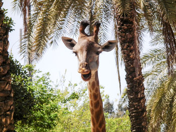 Low angle portrait of giraffe against tree