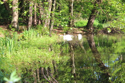 Reflection of trees in water