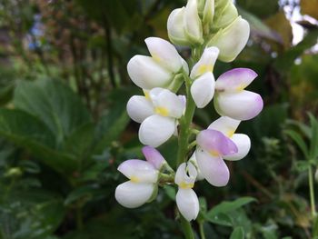 Close-up of white flowers blooming on tree